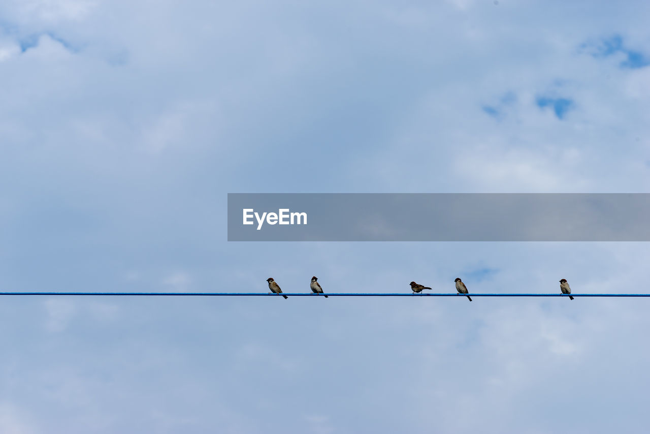 LOW ANGLE VIEW OF BIRDS PERCHING ON CABLE AGAINST CLOUDY SKY