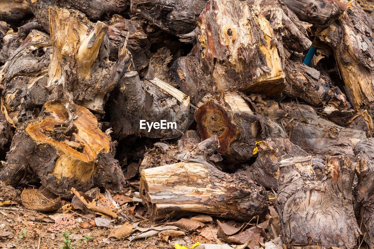 HIGH ANGLE VIEW OF DRIFTWOOD ON TREE