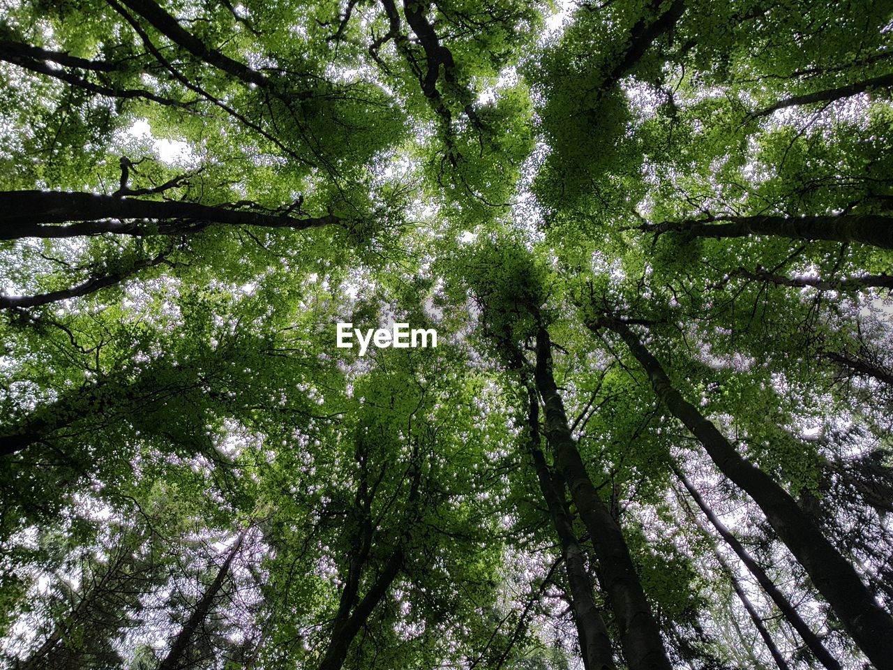 Low angle view of bamboo trees in forest