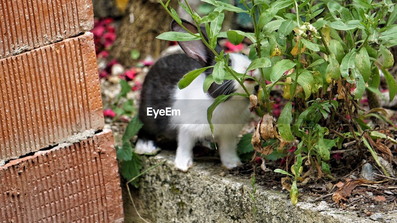 CAT IN A PLANT