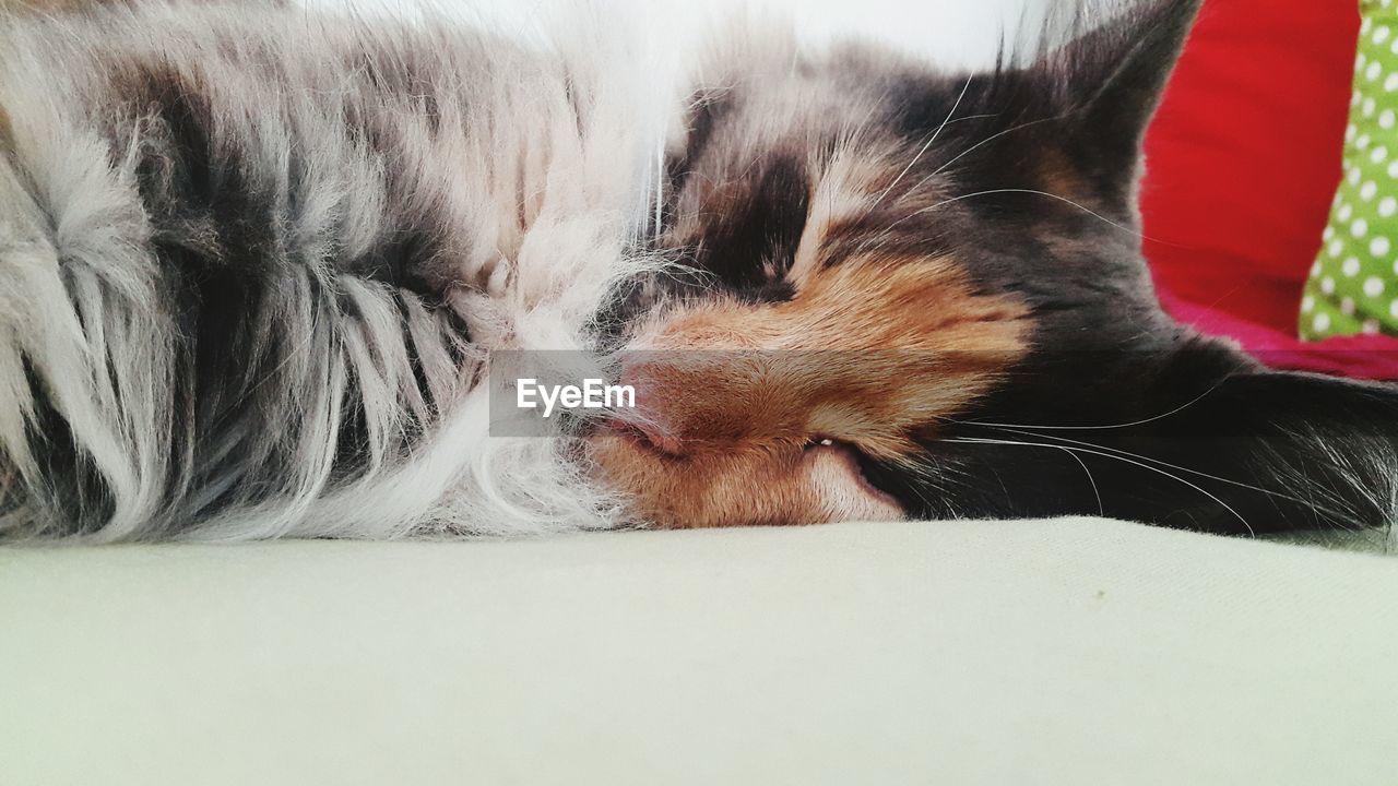 Cat sleeping on bed