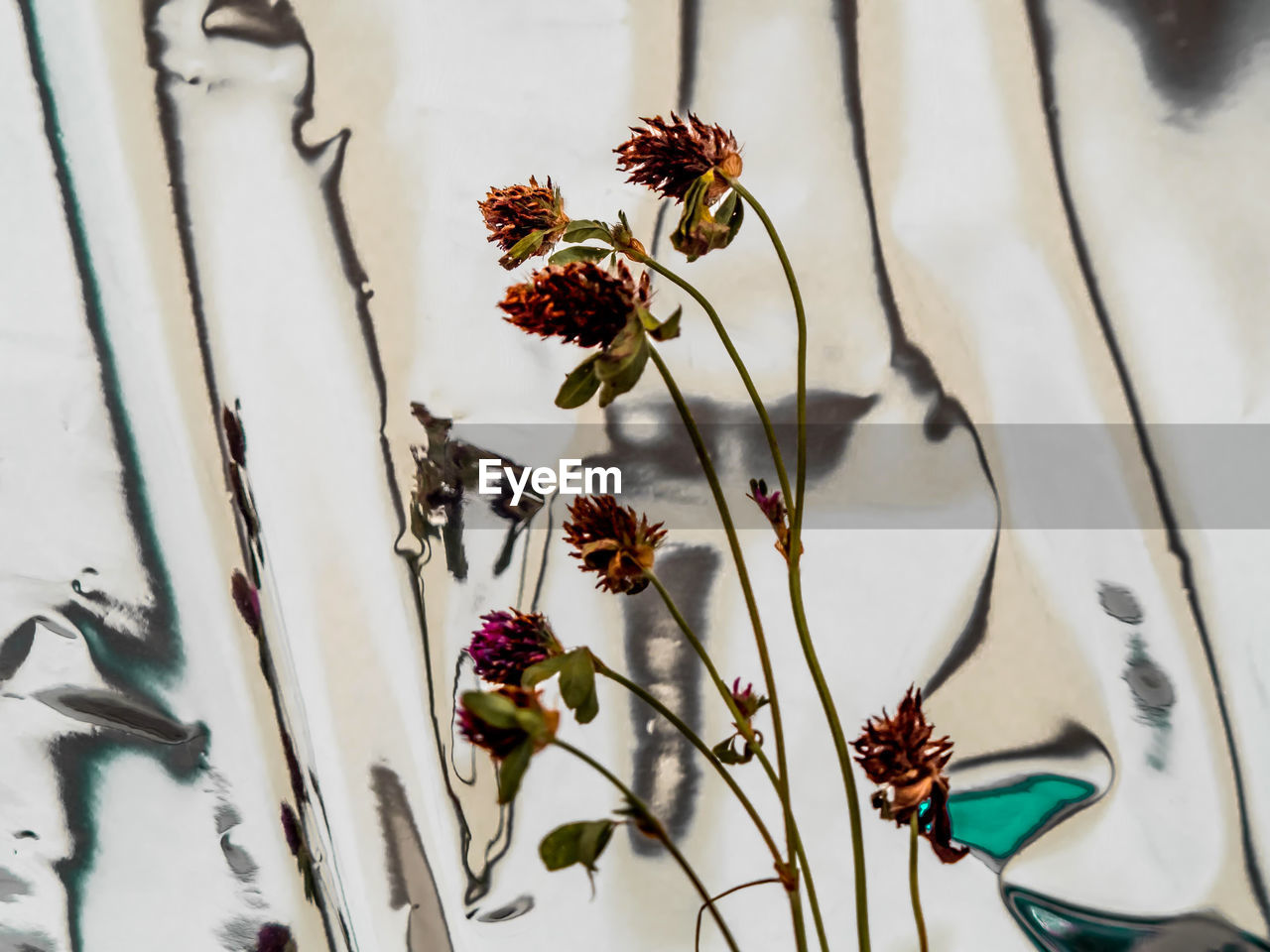 CLOSE-UP OF FLOWERING PLANTS