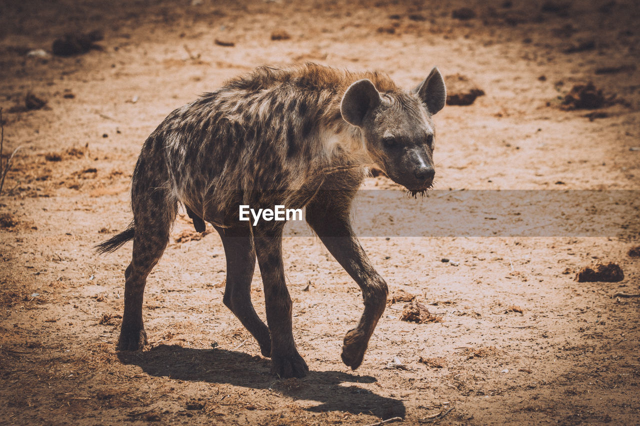 Hyena walking on field