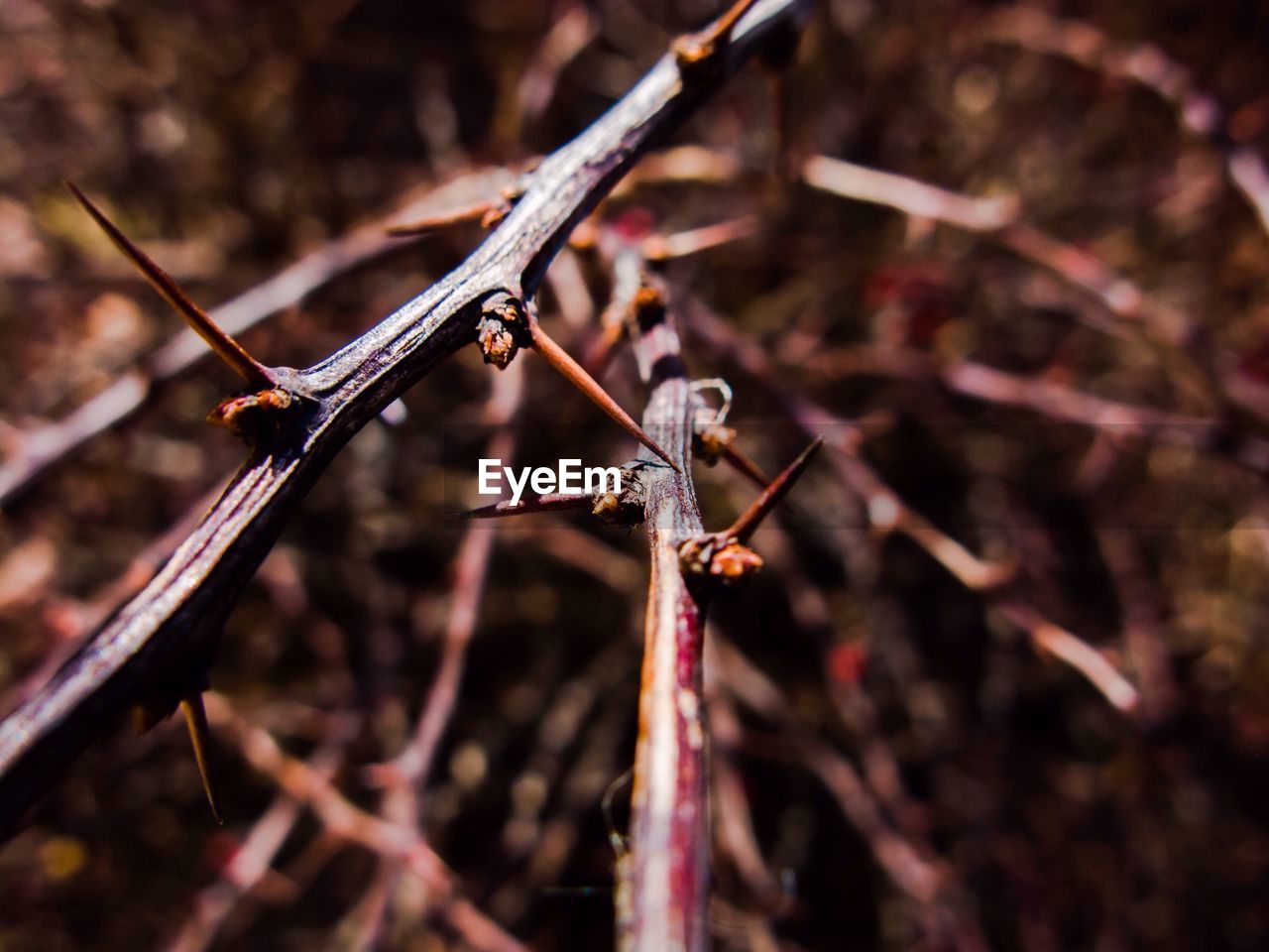 Close-up of thorny twigs