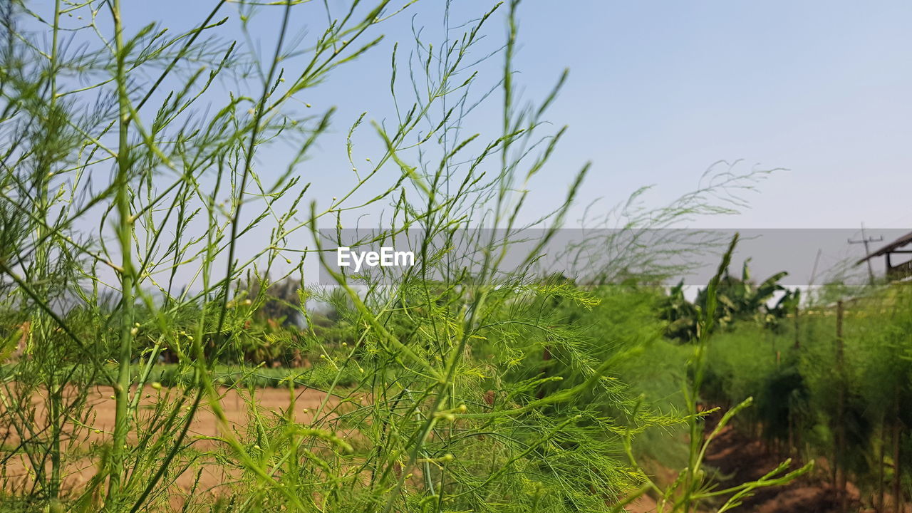 PLANTS GROWING ON FIELD