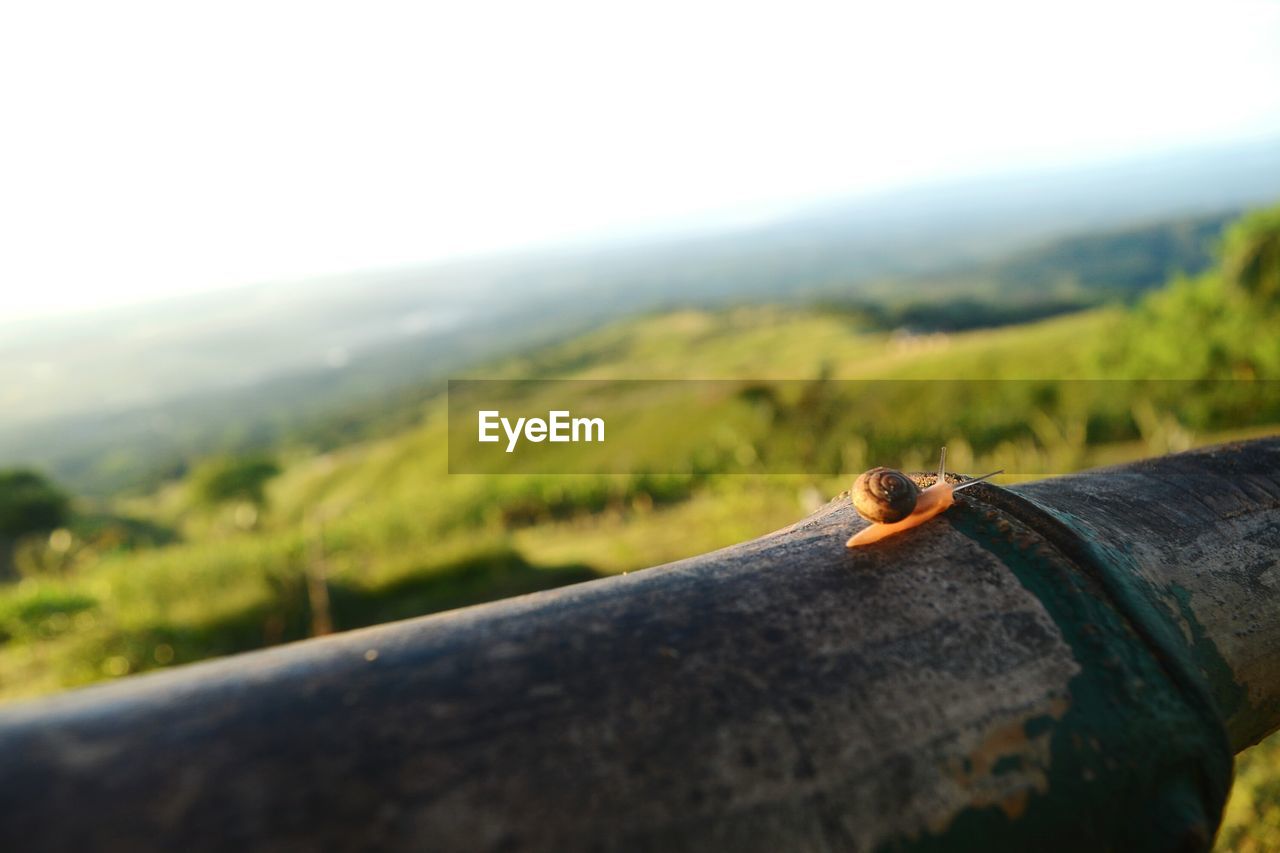 CLOSE-UP OF LIZARD ON LANDSCAPE