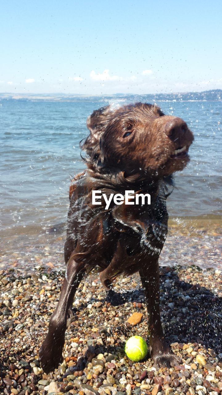 DOG PLAYING WITH BALL AT BEACH