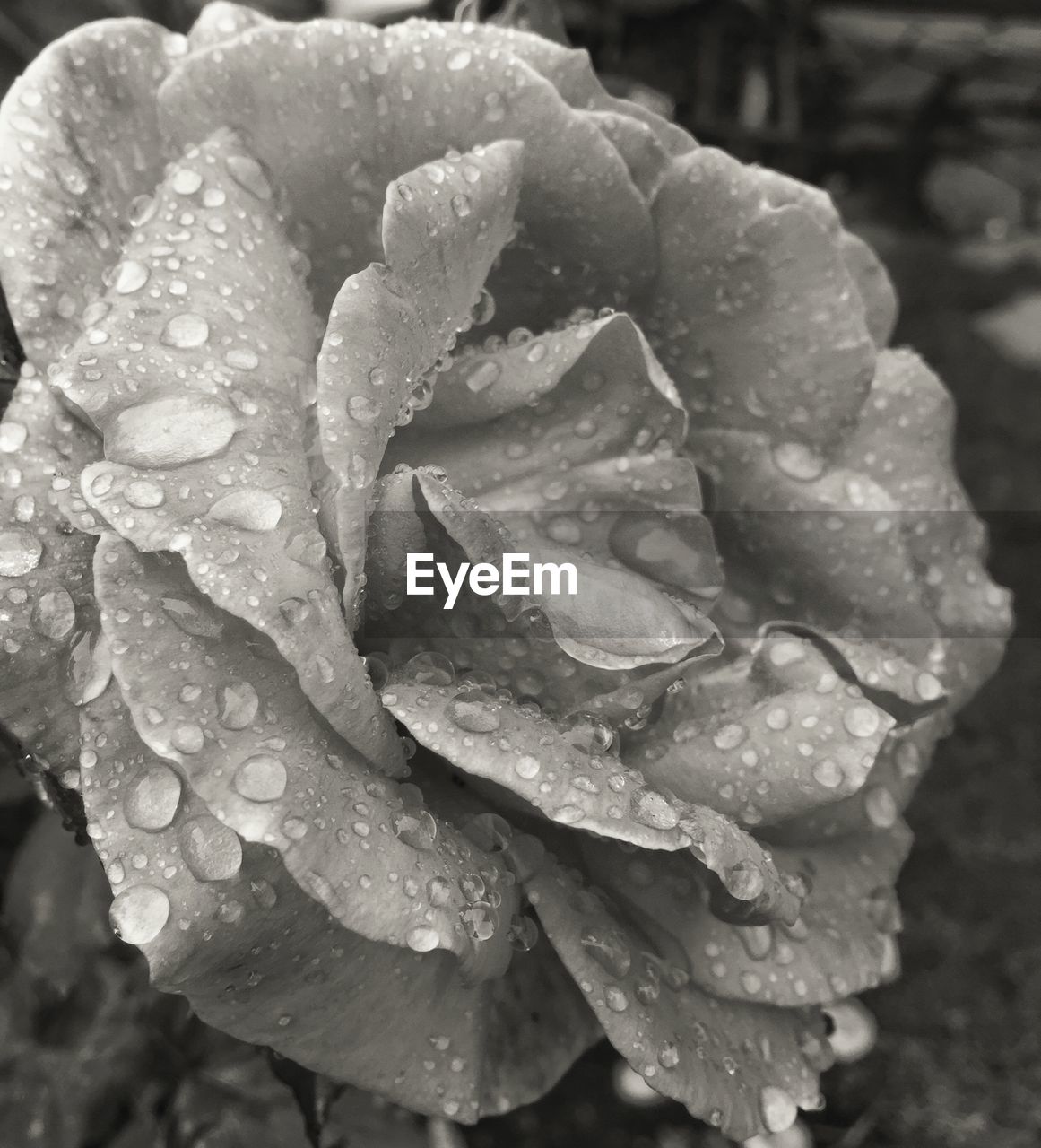 Close-up of water drops on rose