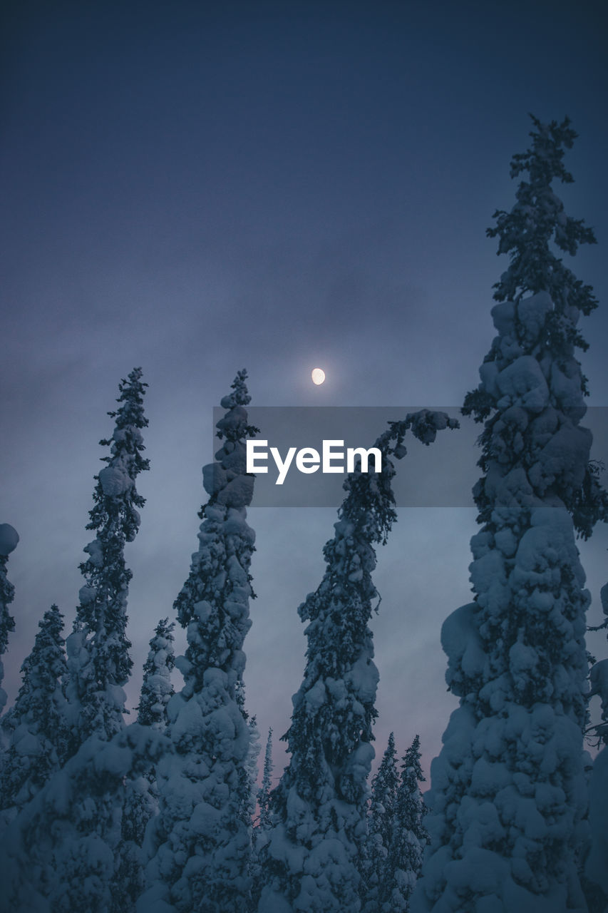 Low angle view of trees against sky and moon