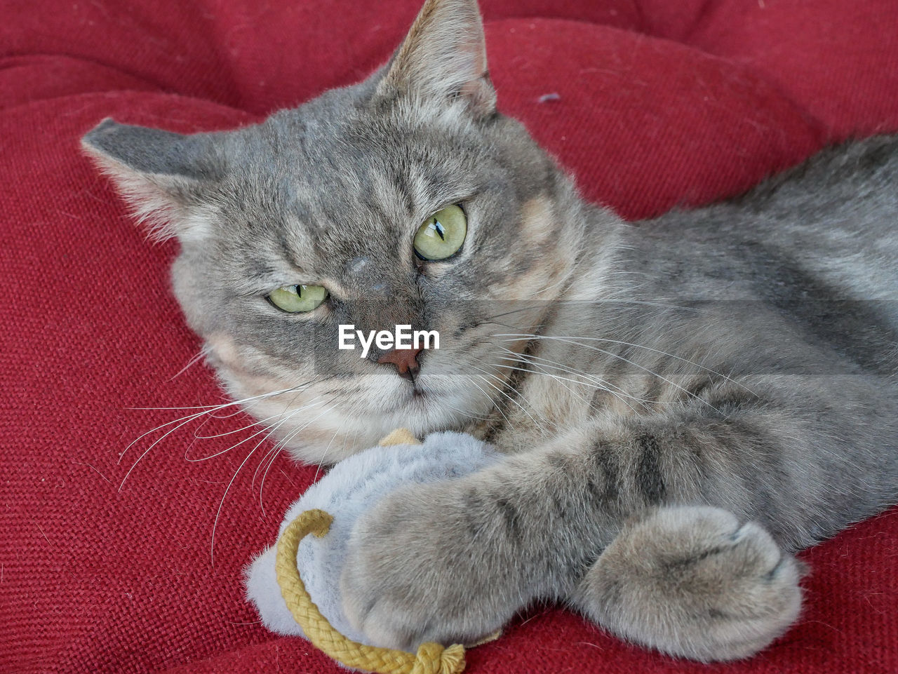 PORTRAIT OF A CAT
