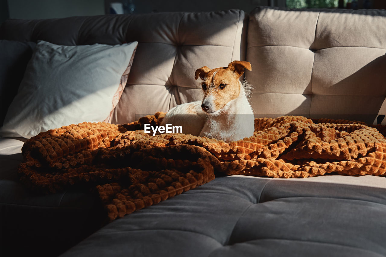 Dog resting at sofa under blanket