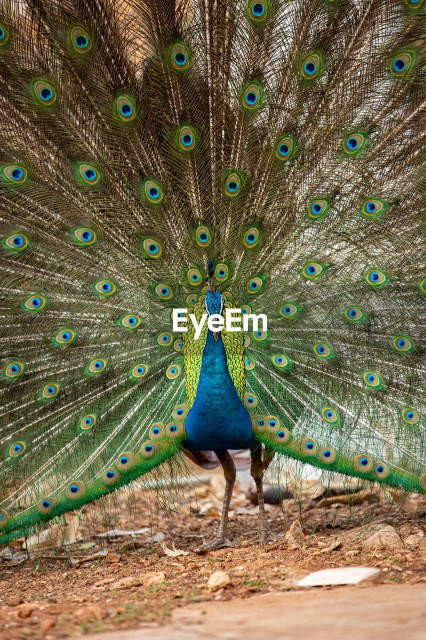 VIEW OF PEACOCK ON FIELD