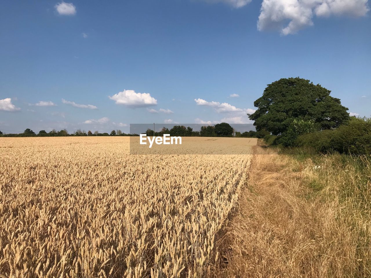 FIELD AGAINST SKY