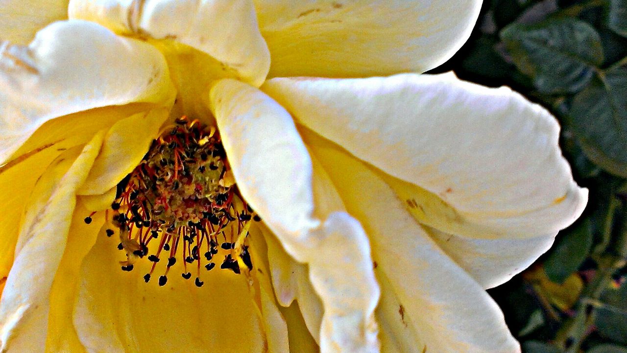 CLOSE-UP OF PLANT