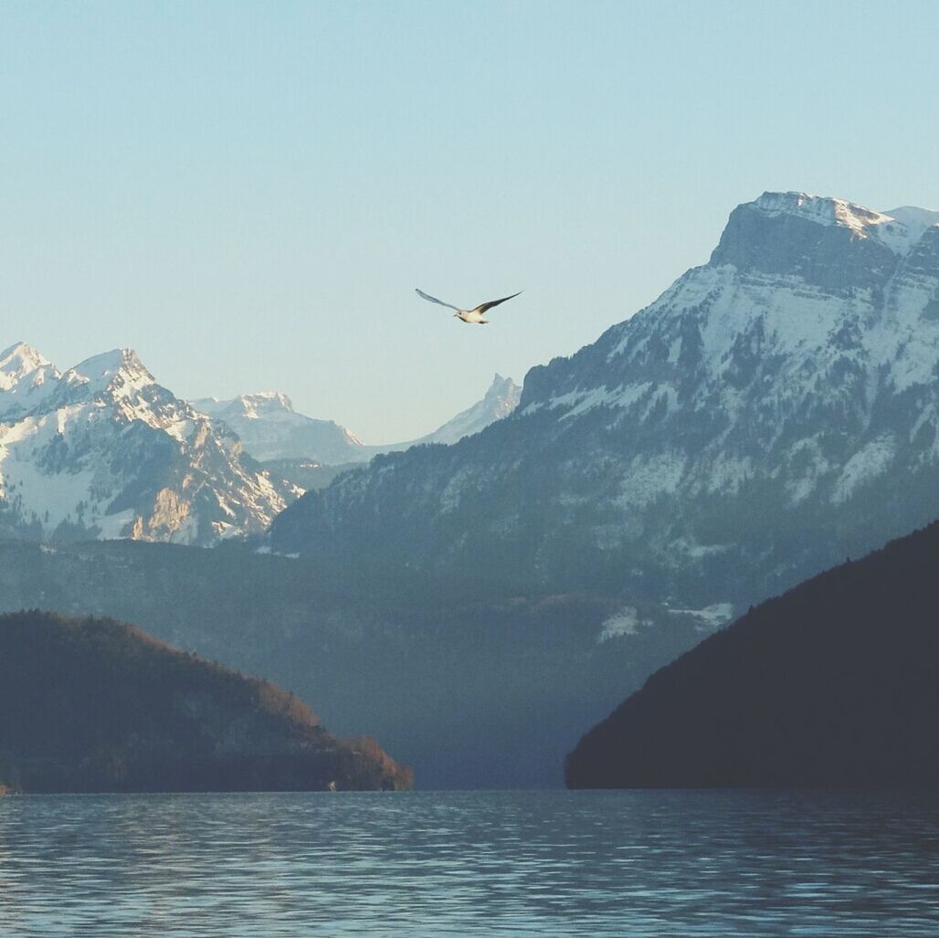 Seagull flying over lake
