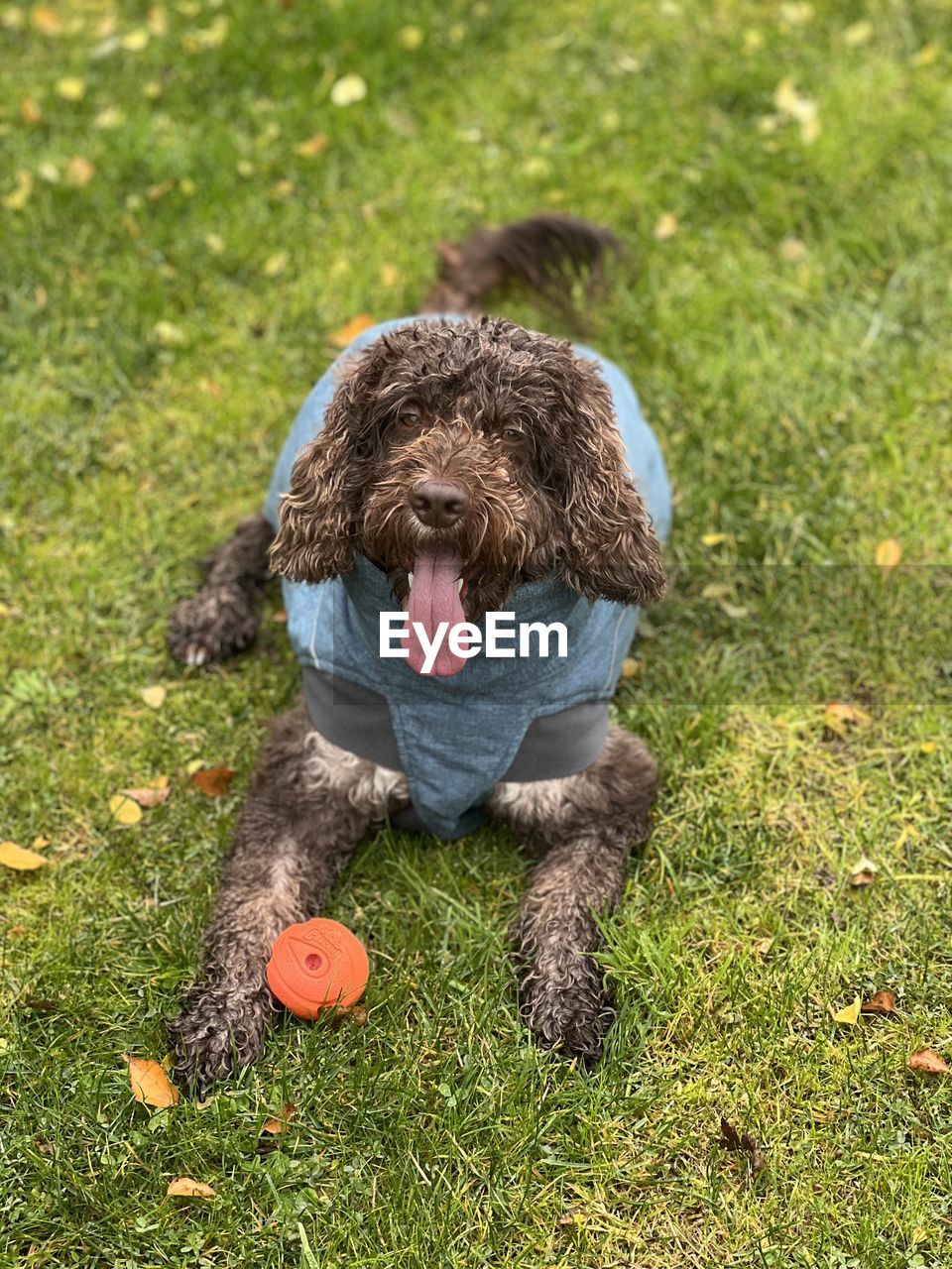 Portrait of dog on grassy field