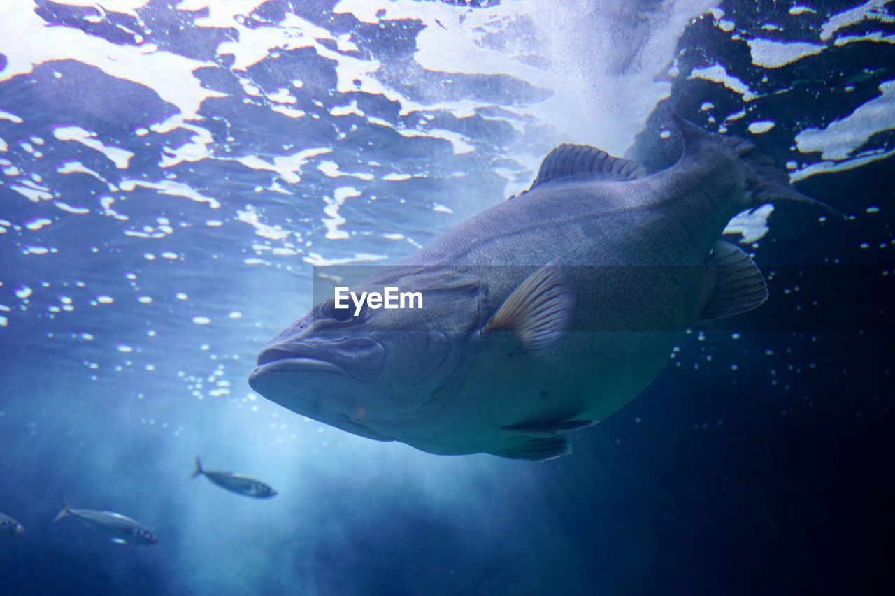 VIEW OF FISH UNDERWATER