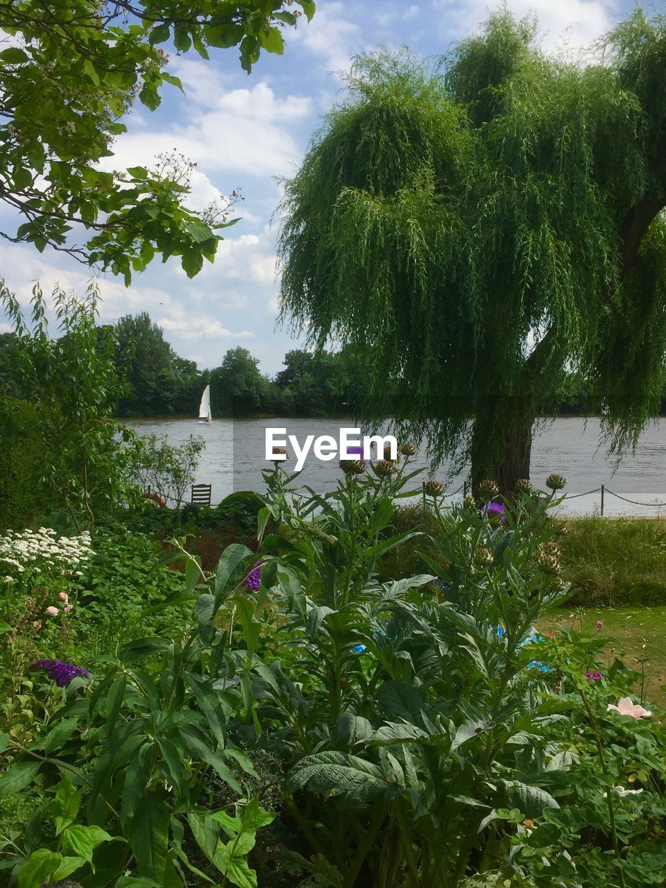 PLANTS AND TREES BY LAKE