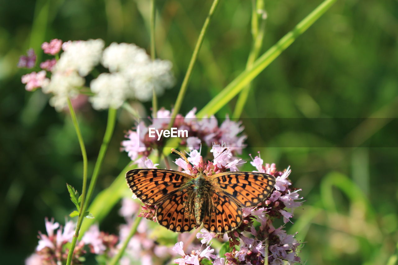 CLOSE-UP OF BUTTERFLY POLLINATING ON PURPLE FLOWER