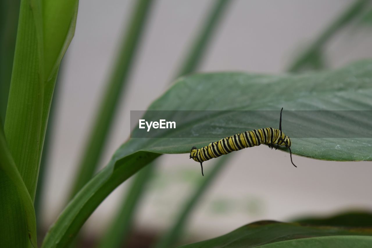 Close-up of insect on plant