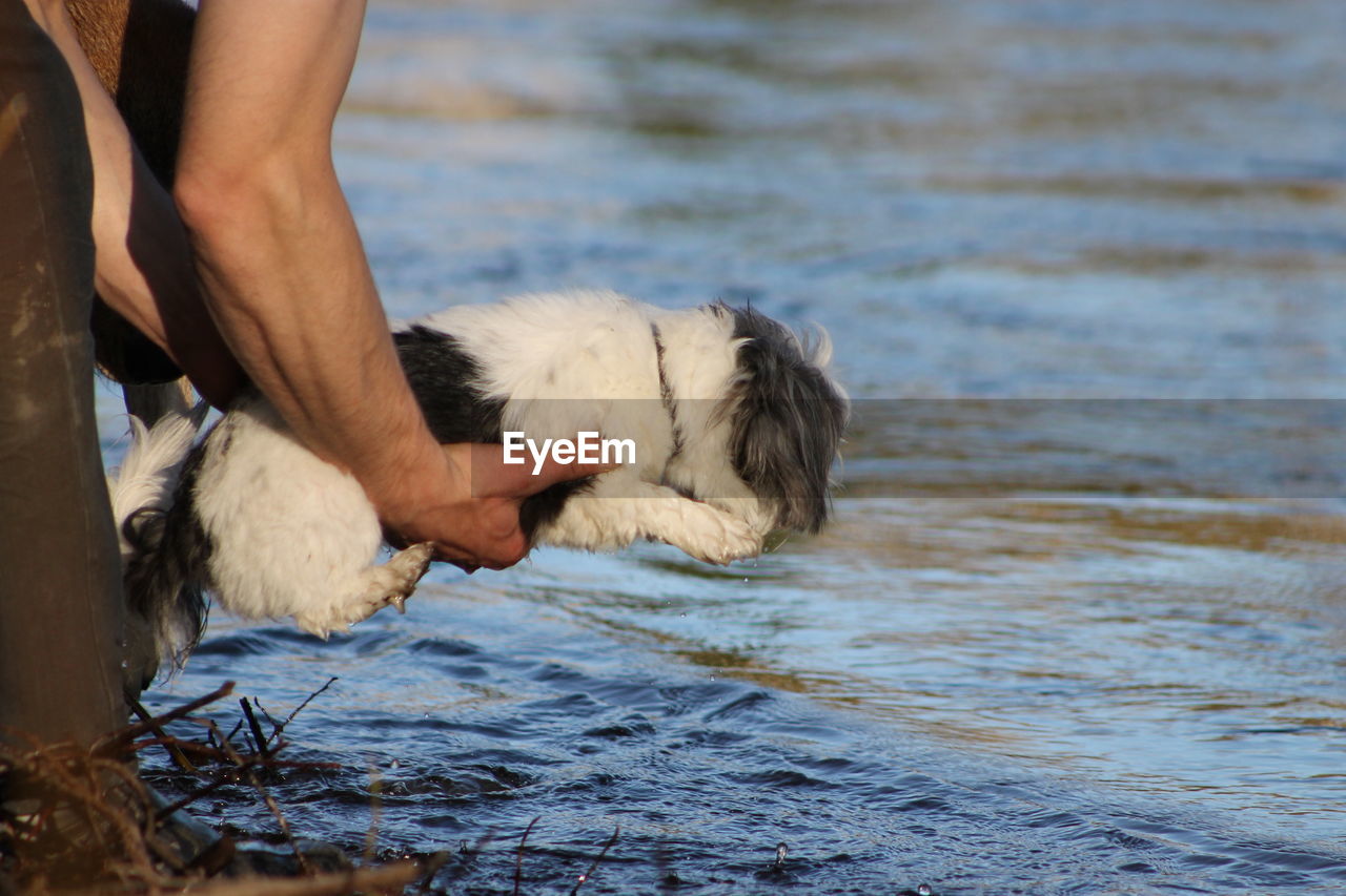 Low section of man holding dog at beach