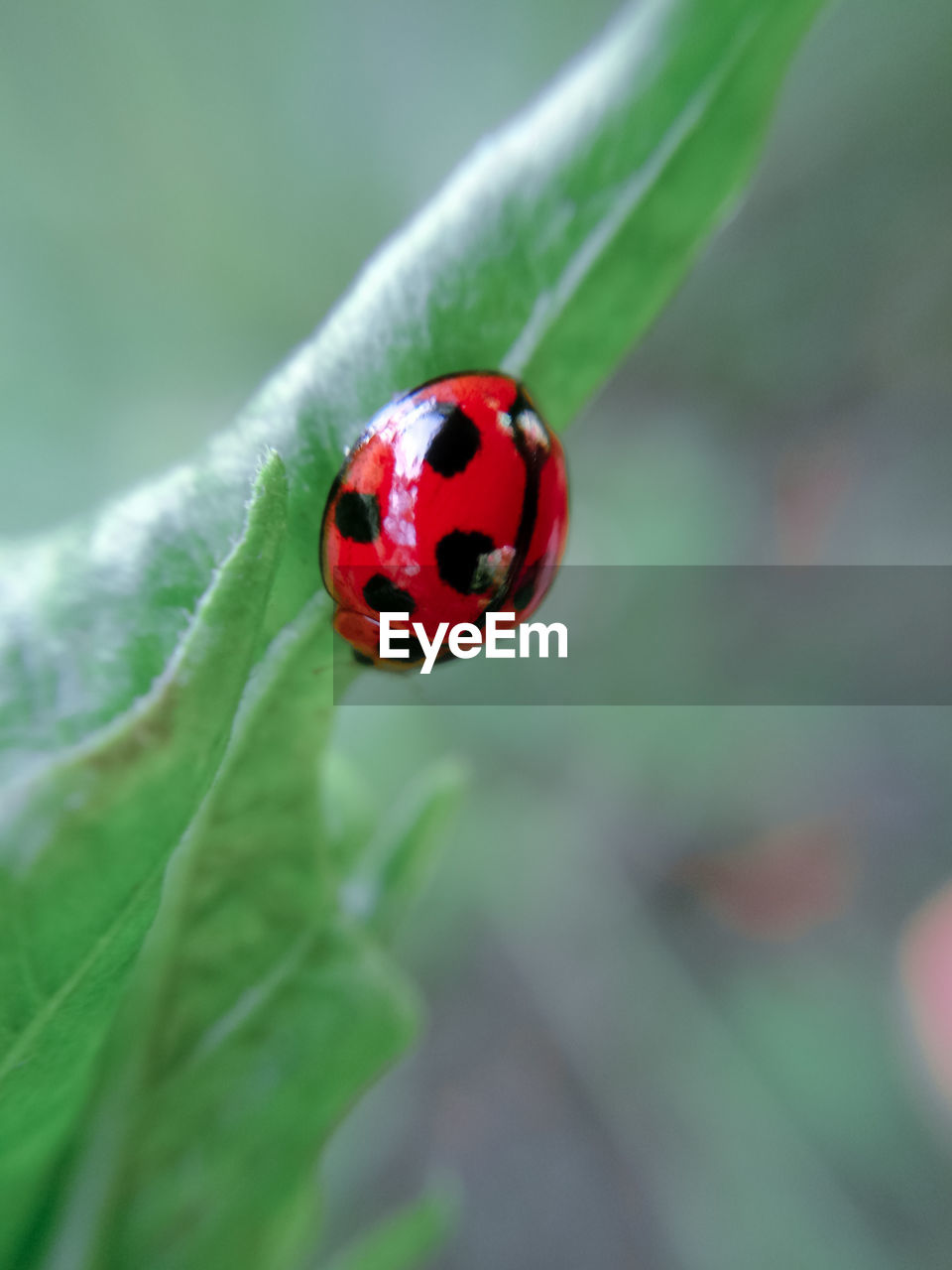 CLOSE UP OF LADYBUG ON LEAF