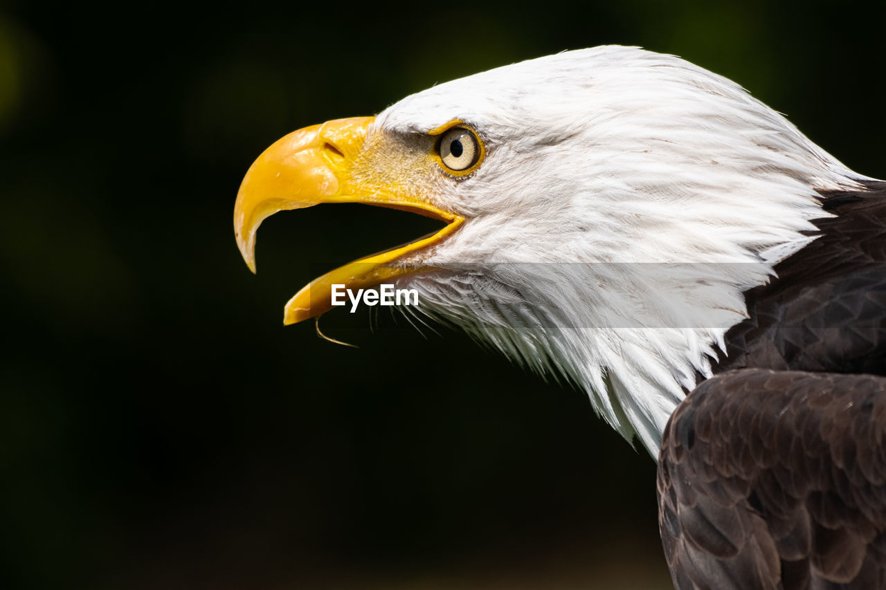 CLOSE-UP OF BIRD