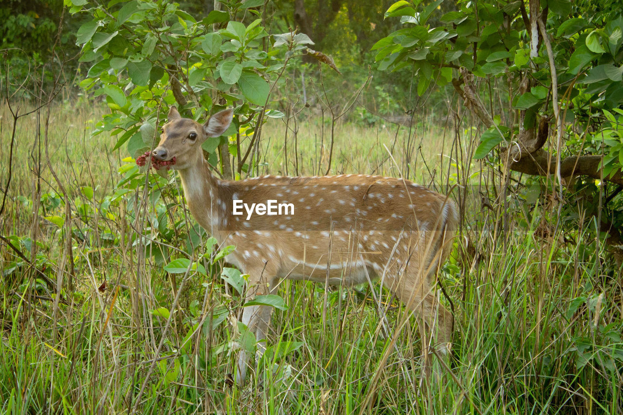 A deer casually munching on fruit in the evening at jim corbett national park in india.
