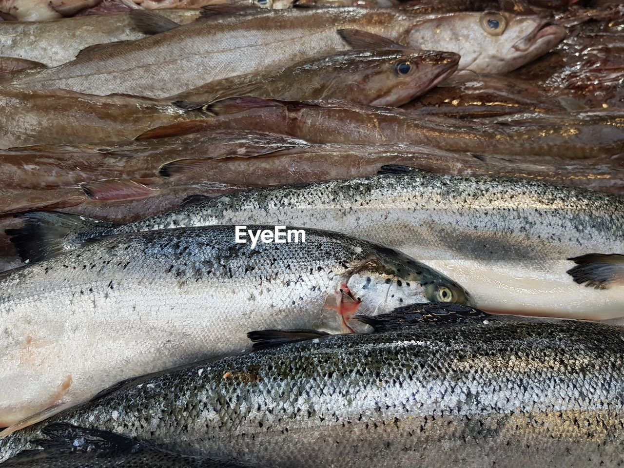 CLOSE-UP OF FISH UNDERWATER