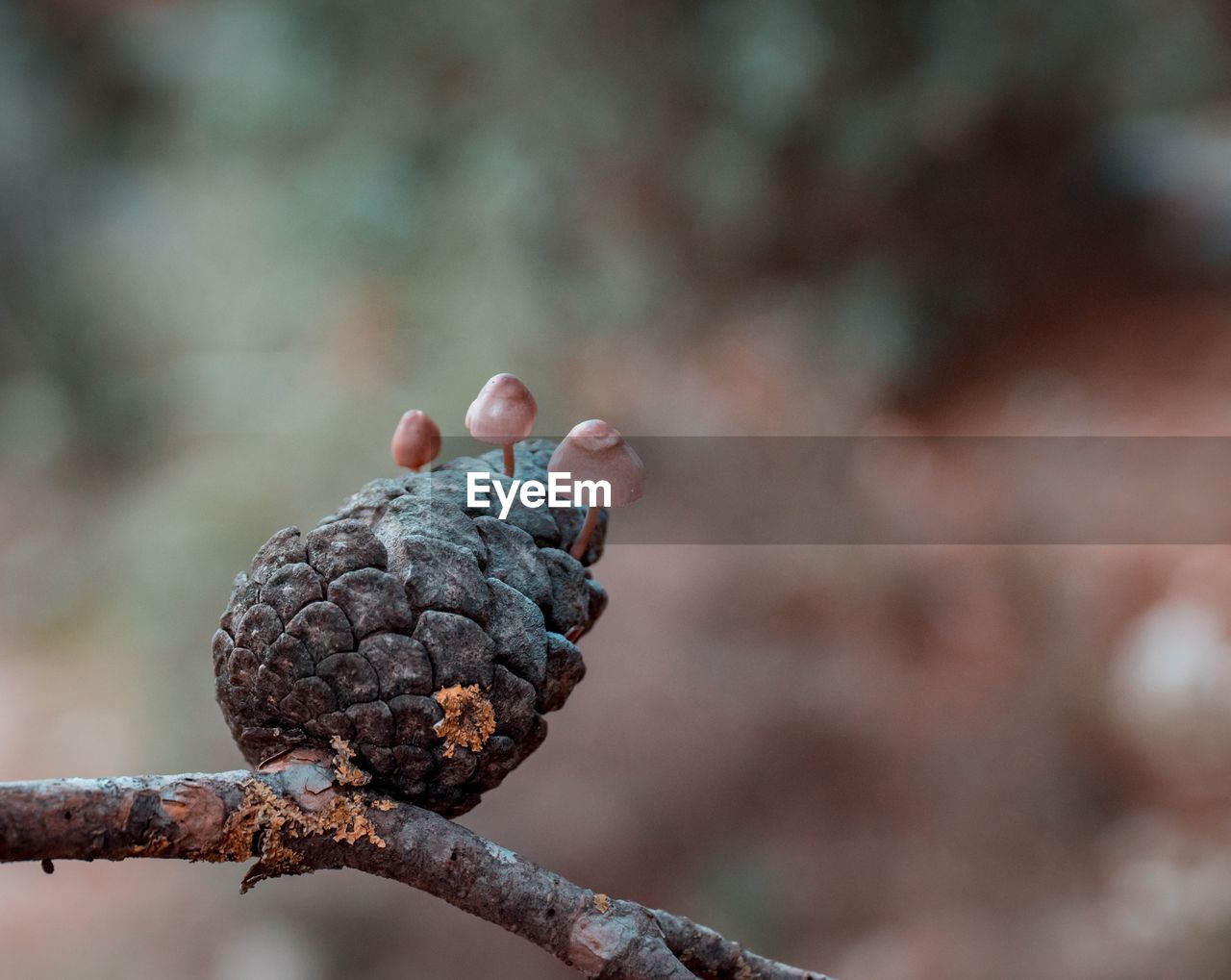 Close-up of pine cone growing on plant