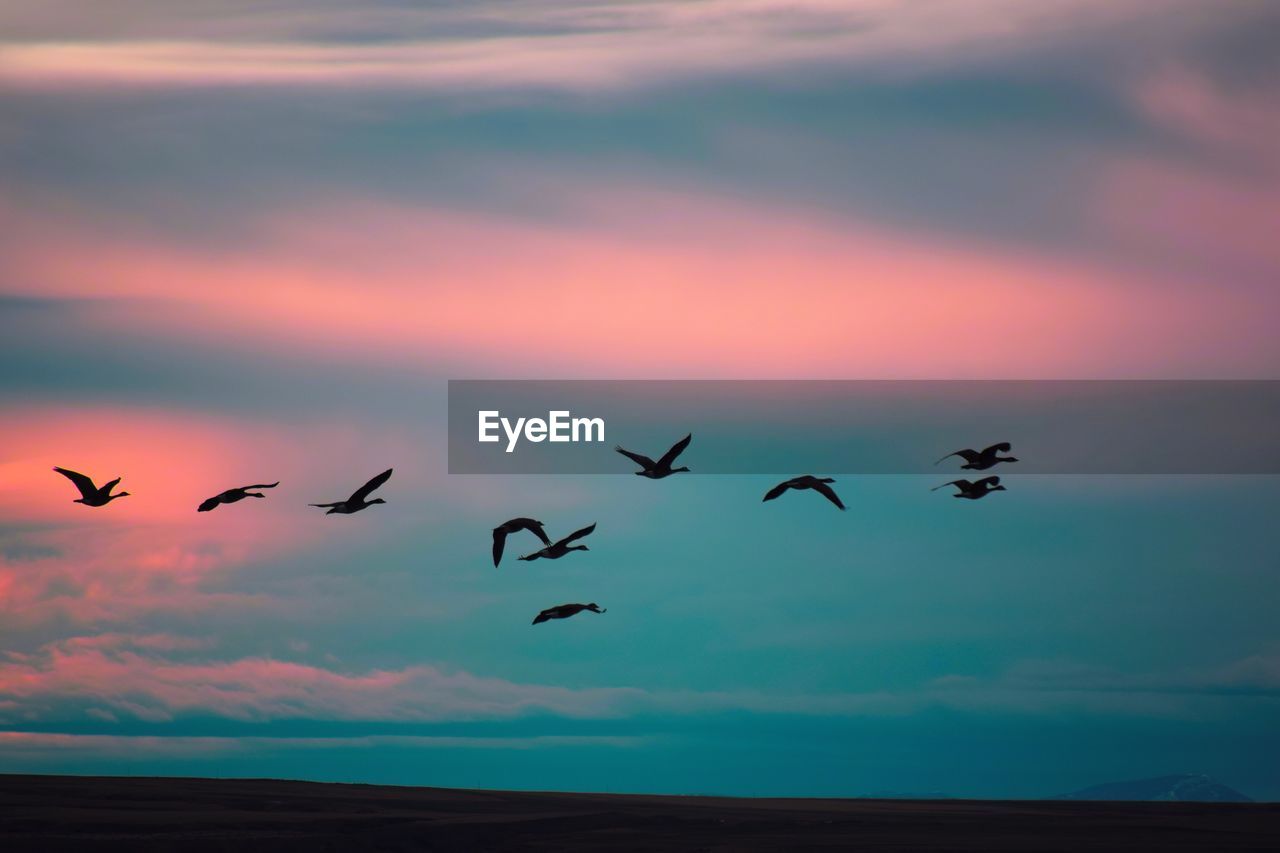 SILHOUETTE BIRDS FLYING IN SKY