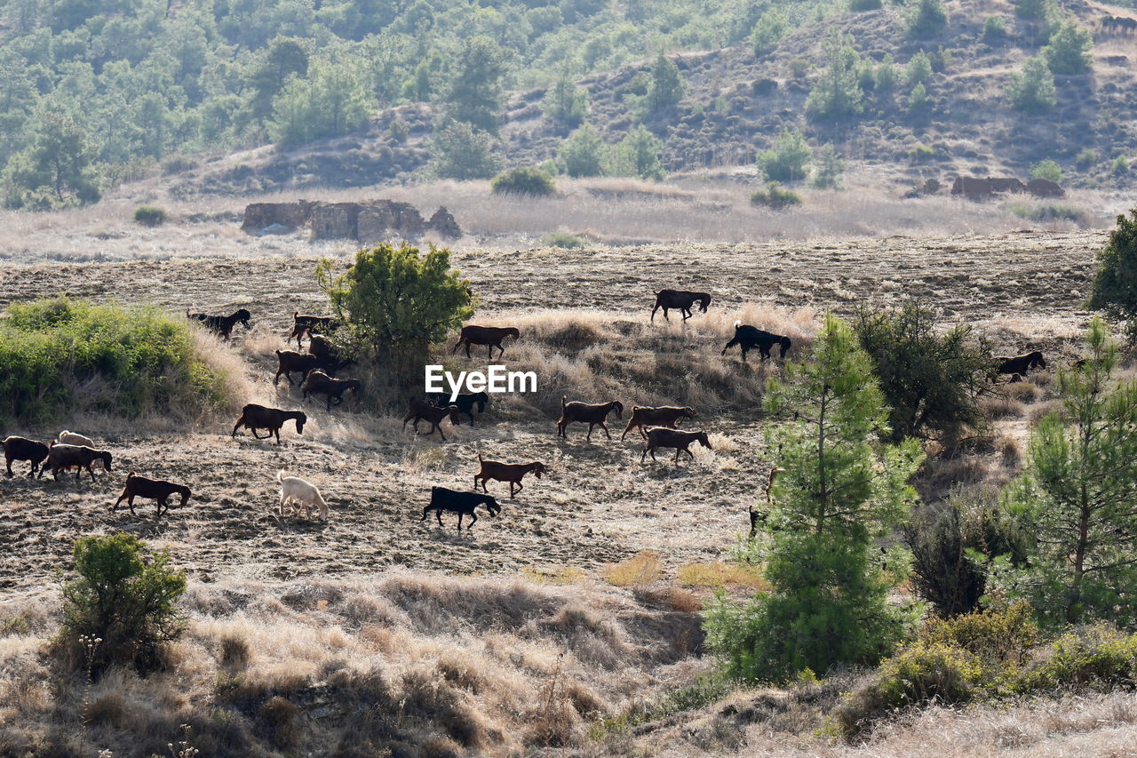 Hills and forests in cyprus with goat herds grazing around