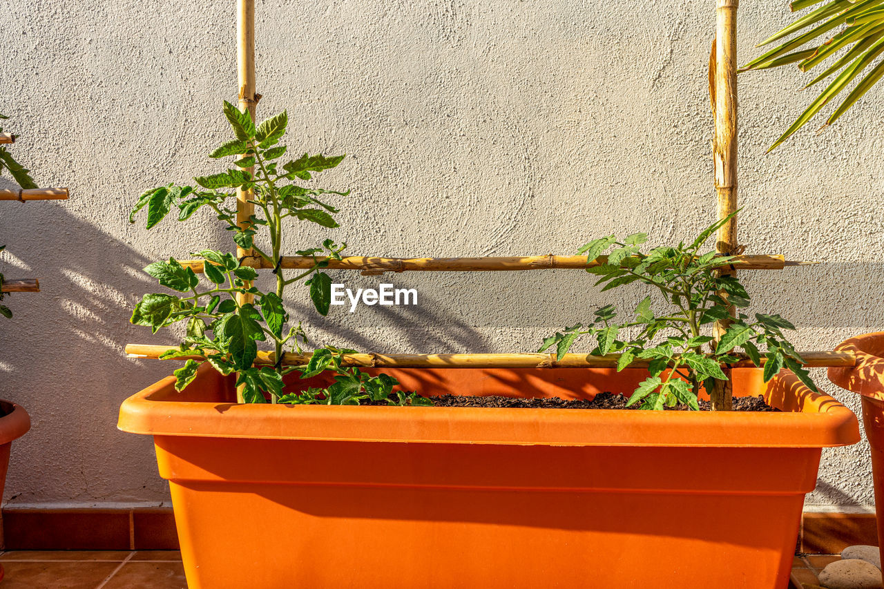 POTTED PLANT ON WALL