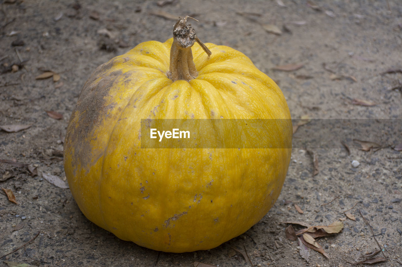 HIGH ANGLE VIEW OF PUMPKIN ON GROUND