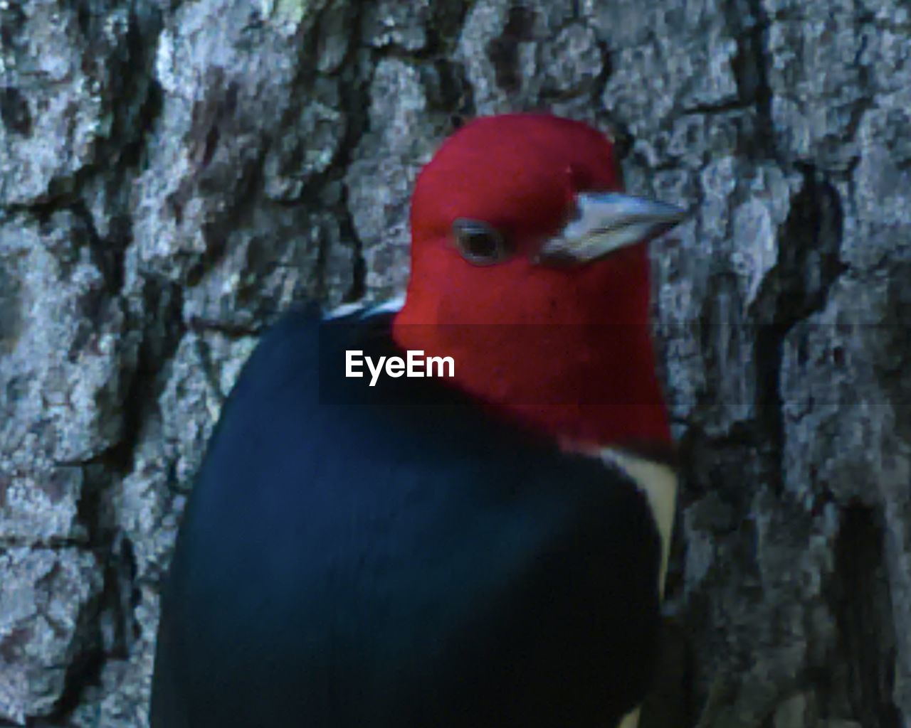CLOSE-UP OF A BIRD