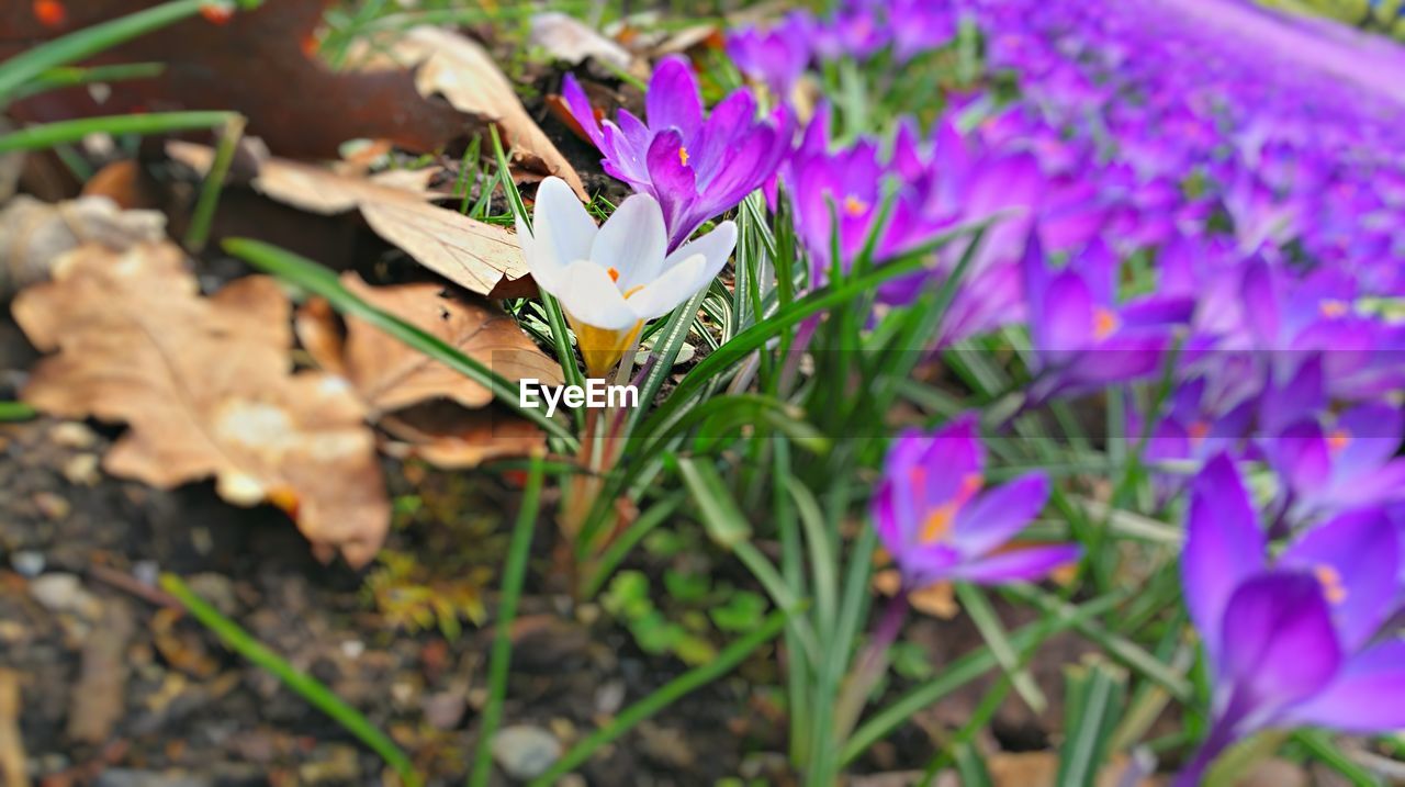 CLOSE-UP OF PURPLE FLOWERS BLOOMING OUTDOORS