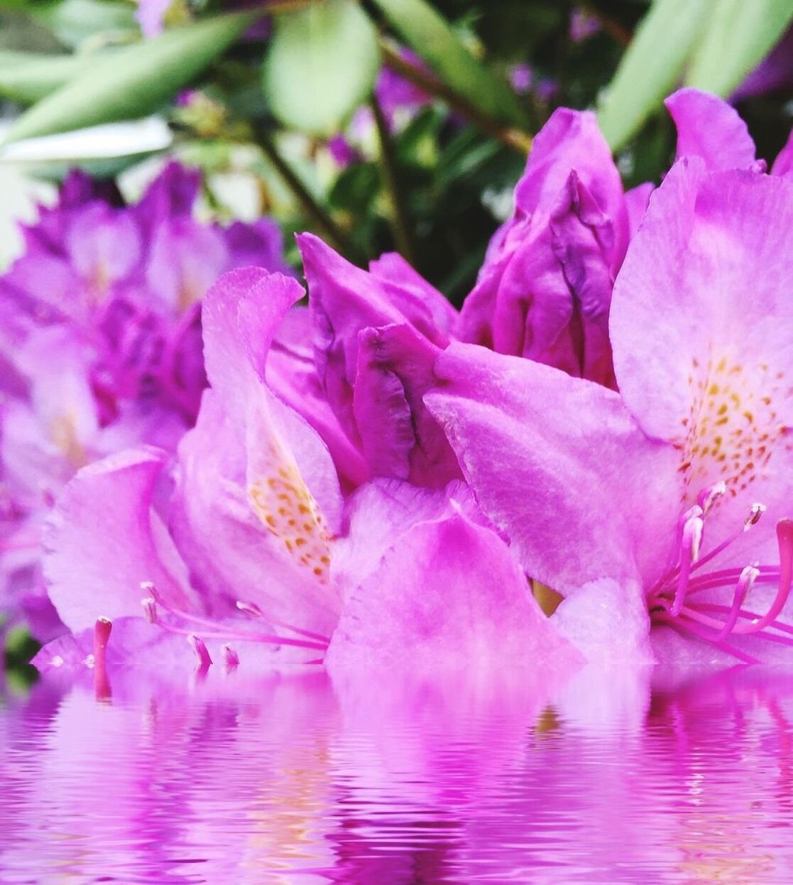 Close-up of fresh purple flowers in water