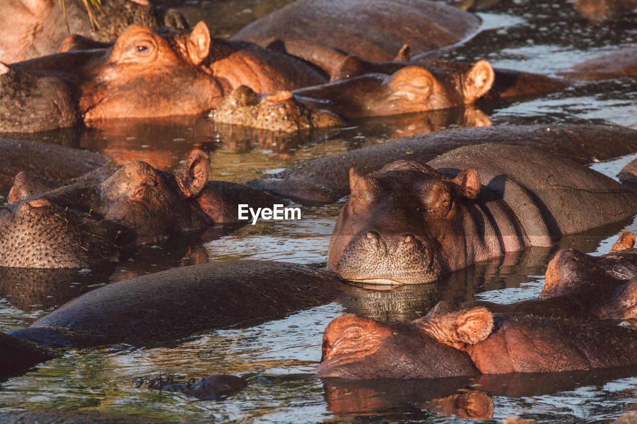 Group of hippopotamus with cub in the water