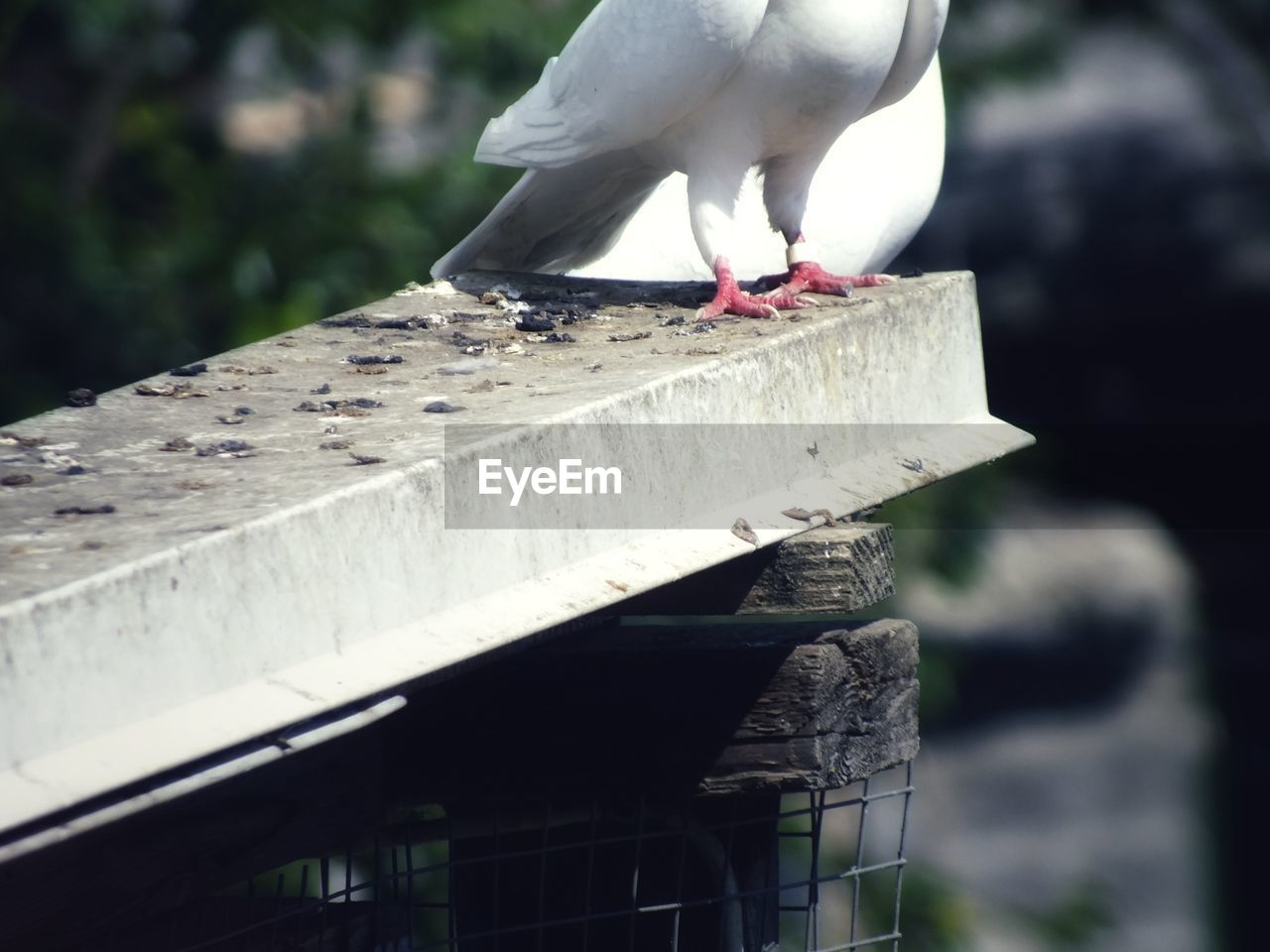 CLOSE-UP OF SEAGULL PERCHING ON WOOD OUTDOORS