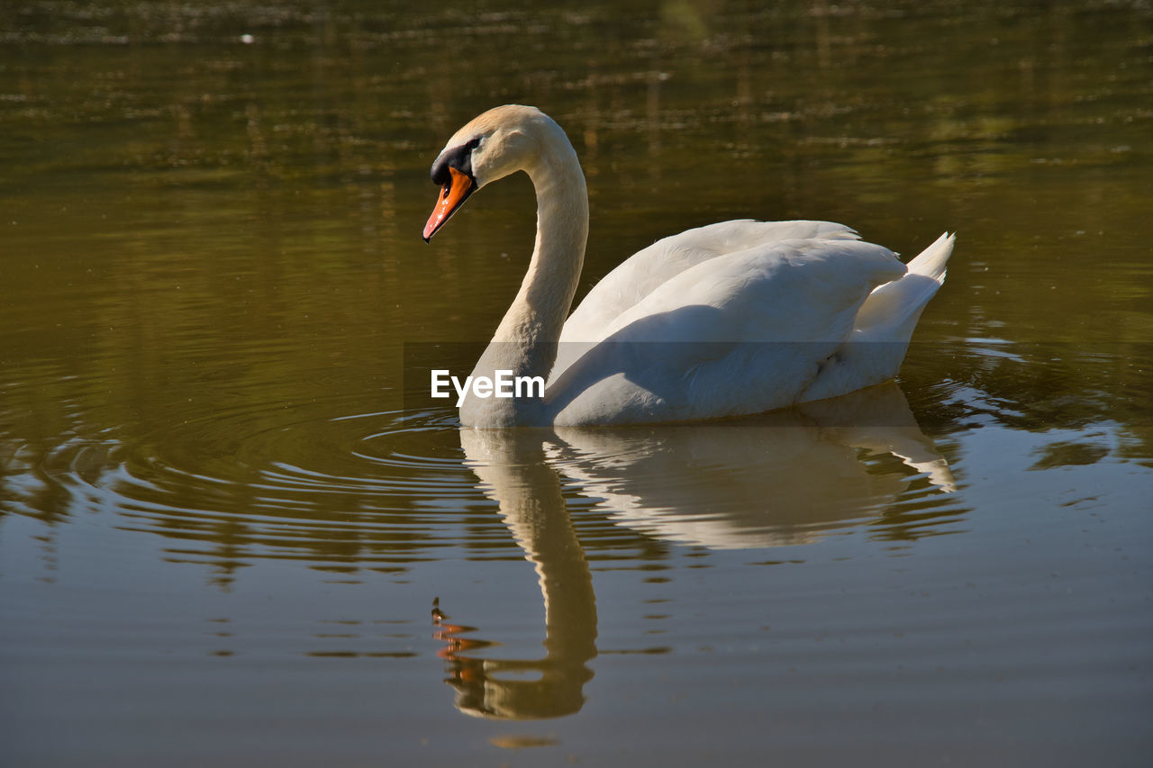 SWAN SWIMMING IN A LAKE