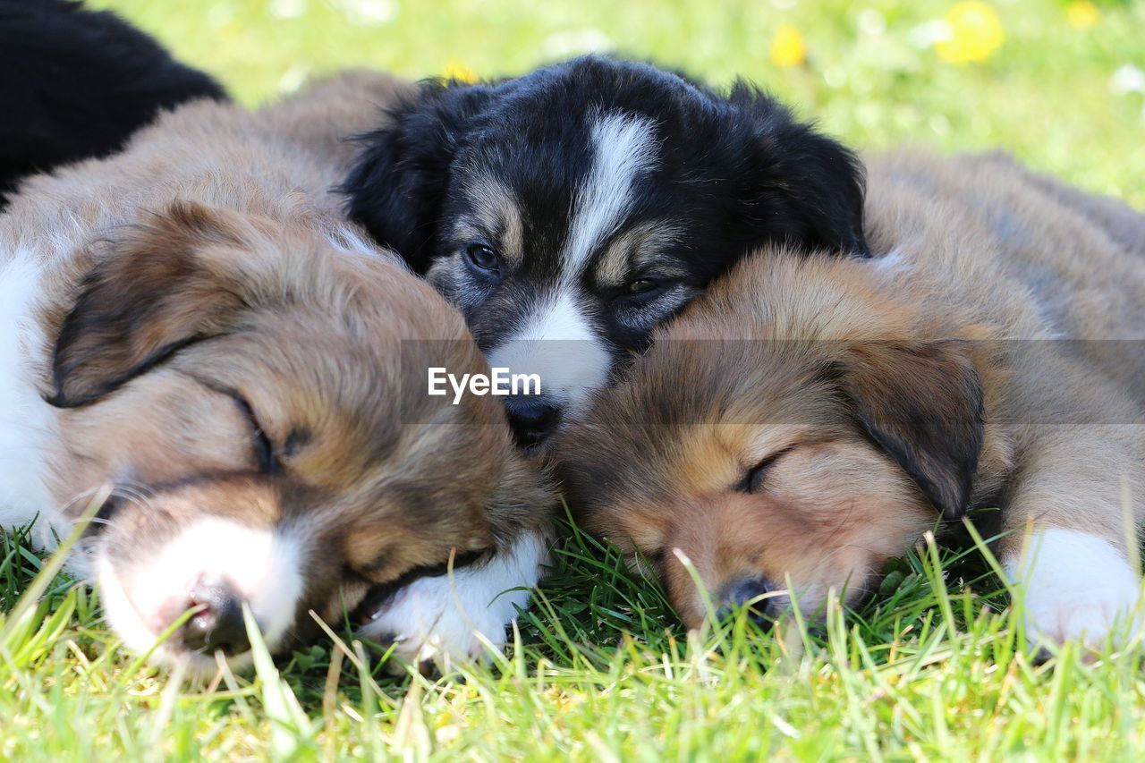 CLOSE-UP OF A DOG RESTING ON GRASS