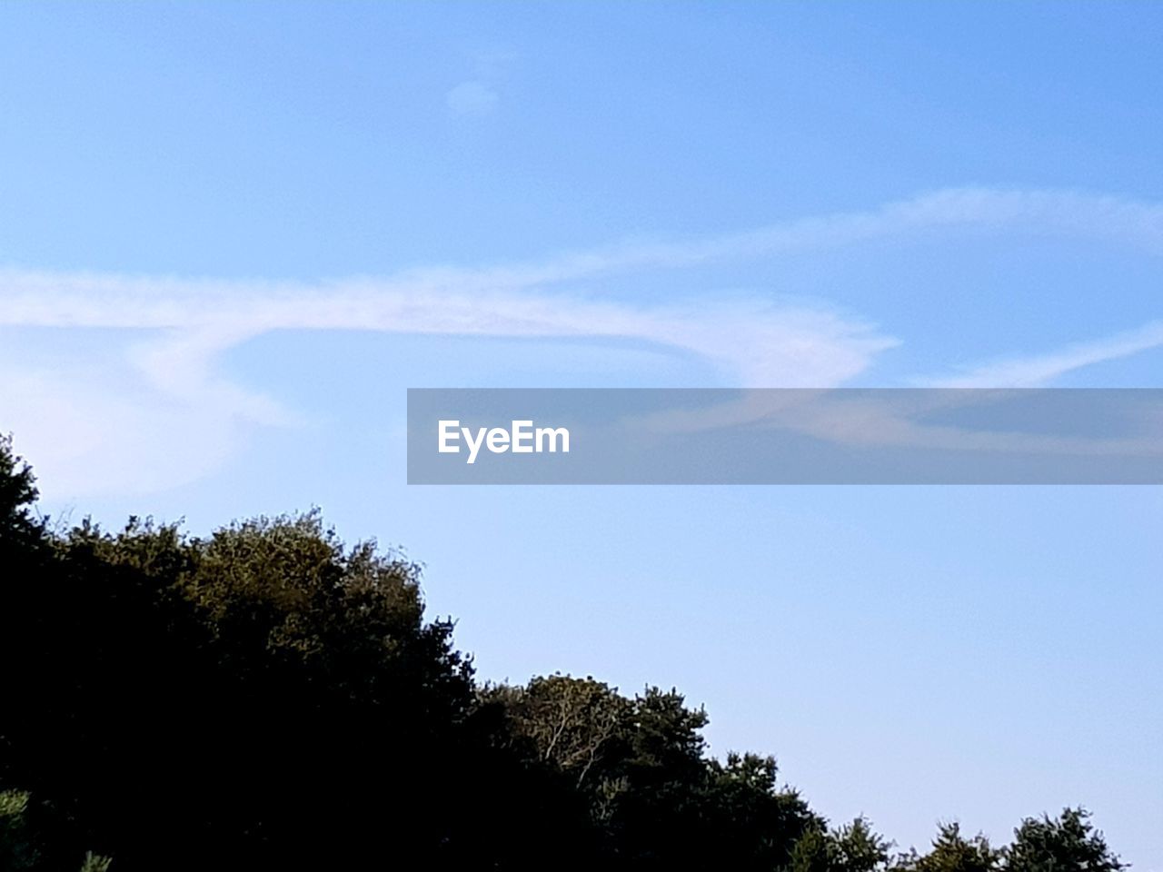 LOW ANGLE VIEW OF TREES AGAINST SKY