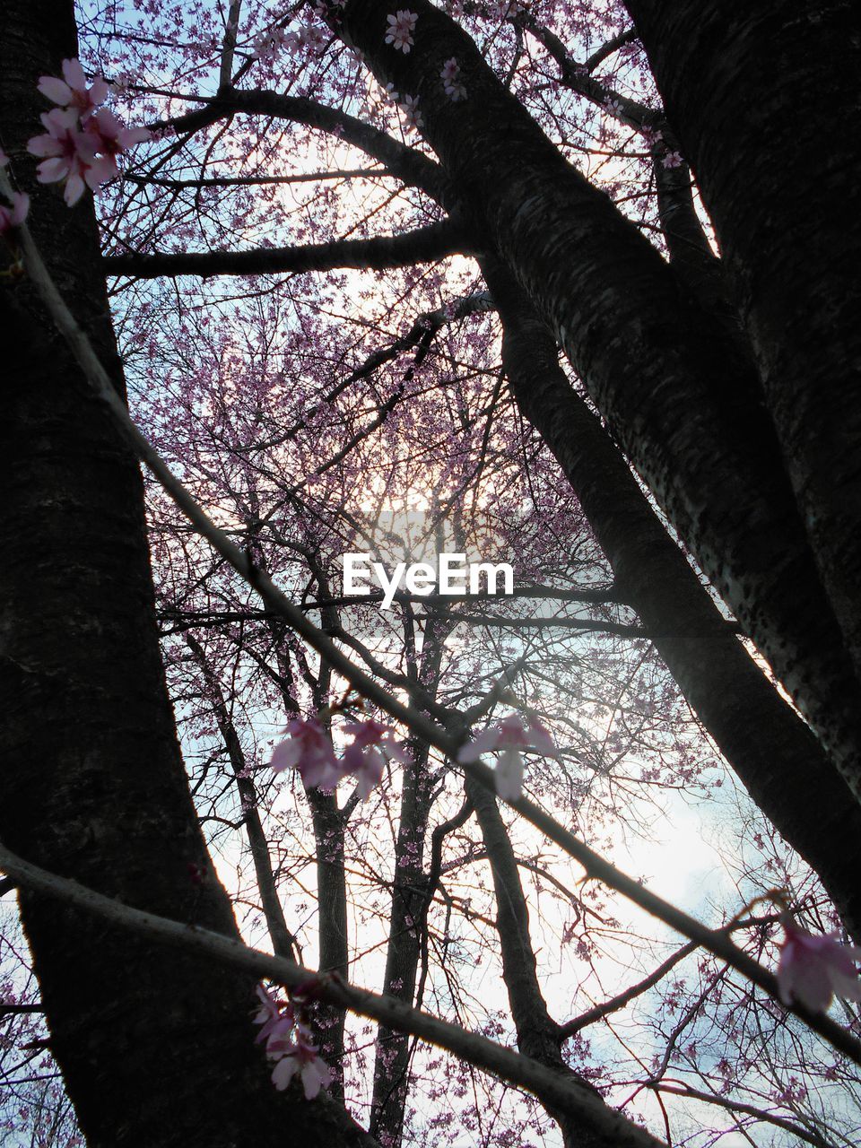 LOW ANGLE VIEW OF TREES AGAINST SKY