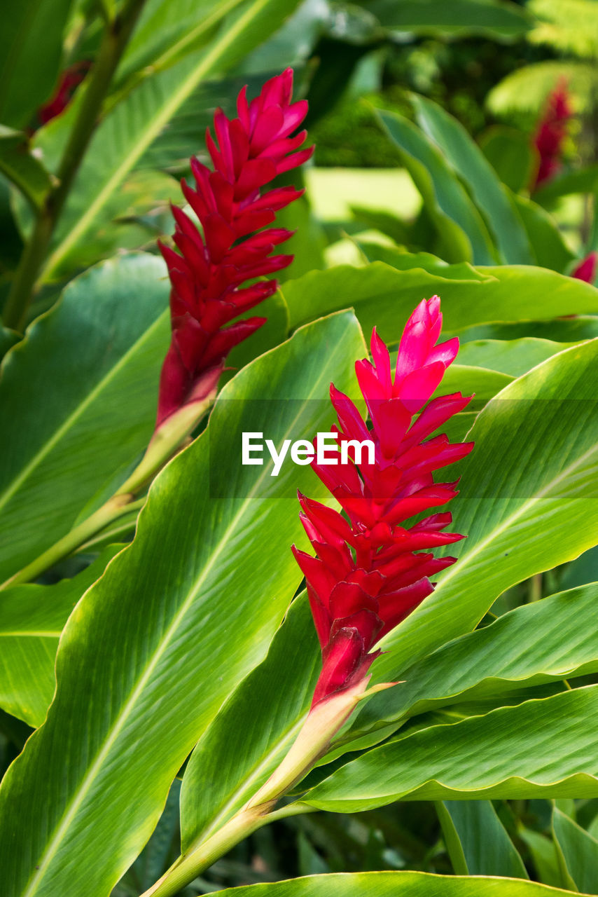 CLOSE-UP OF RED FLOWER BLOOMING IN SUNLIGHT