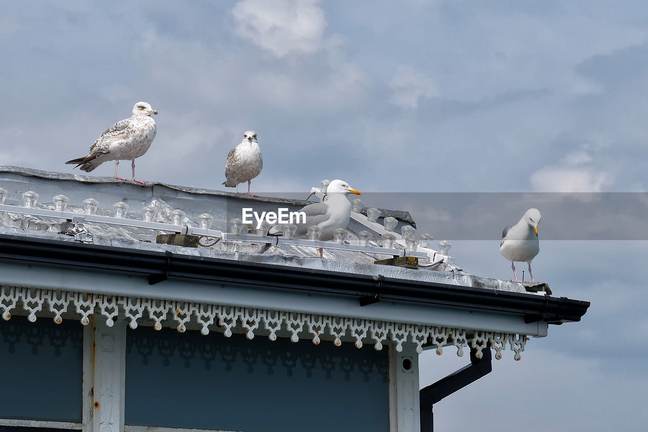 SEAGULLS PERCHING ON BUILDING AGAINST SKY