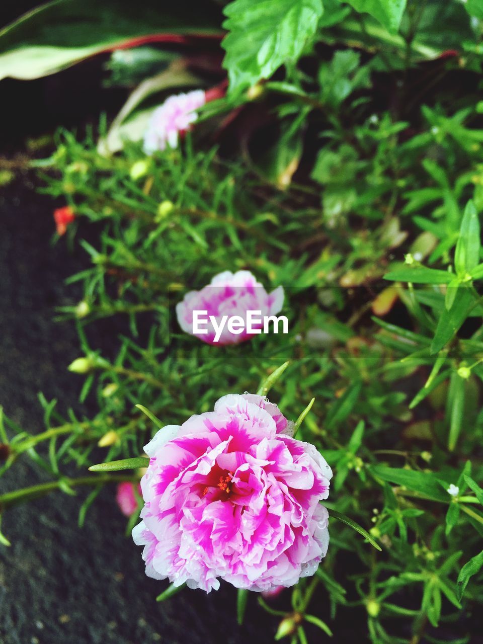 CLOSE-UP OF PINK FLOWER BLOOMING IN PARK