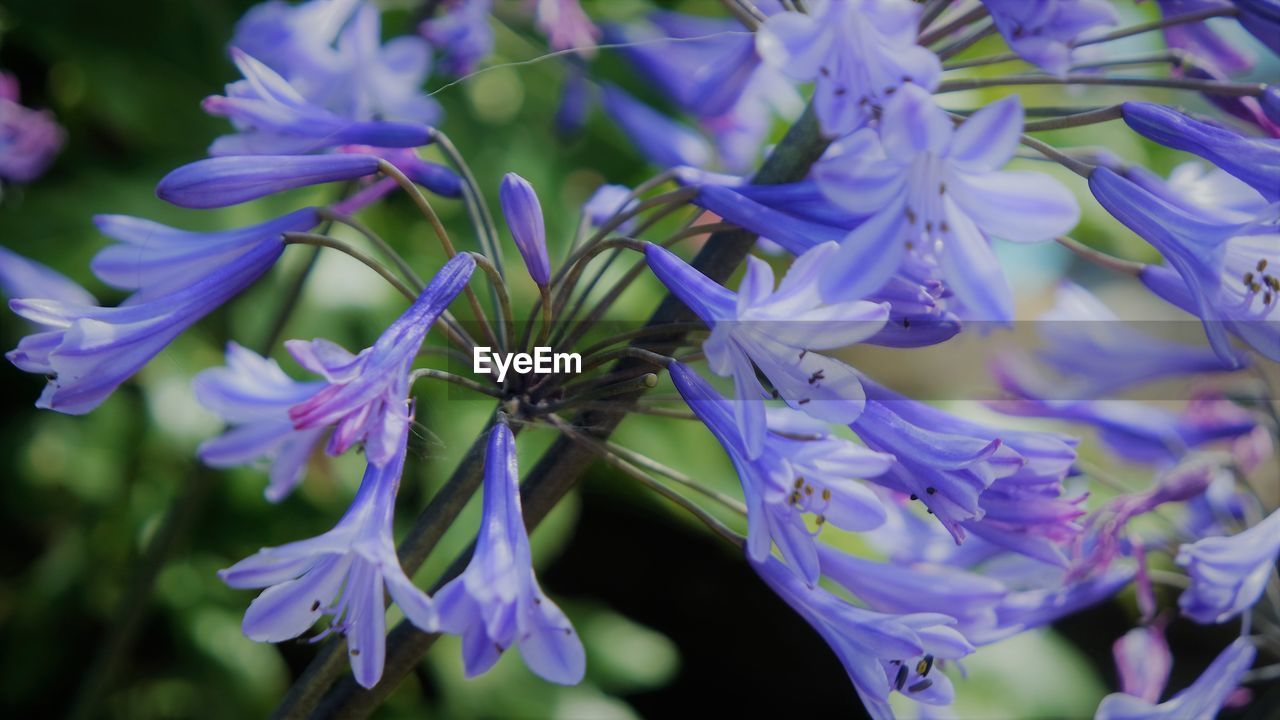 Close-up of purple flowering plants