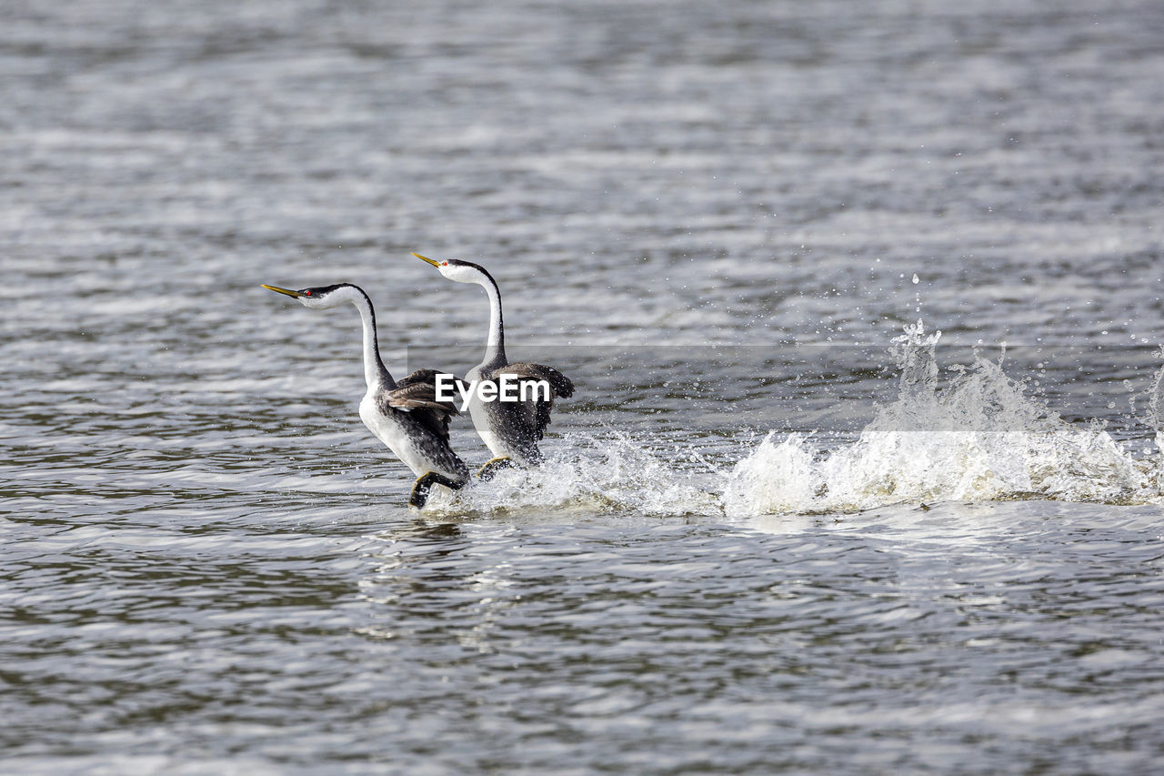 Birds running on water