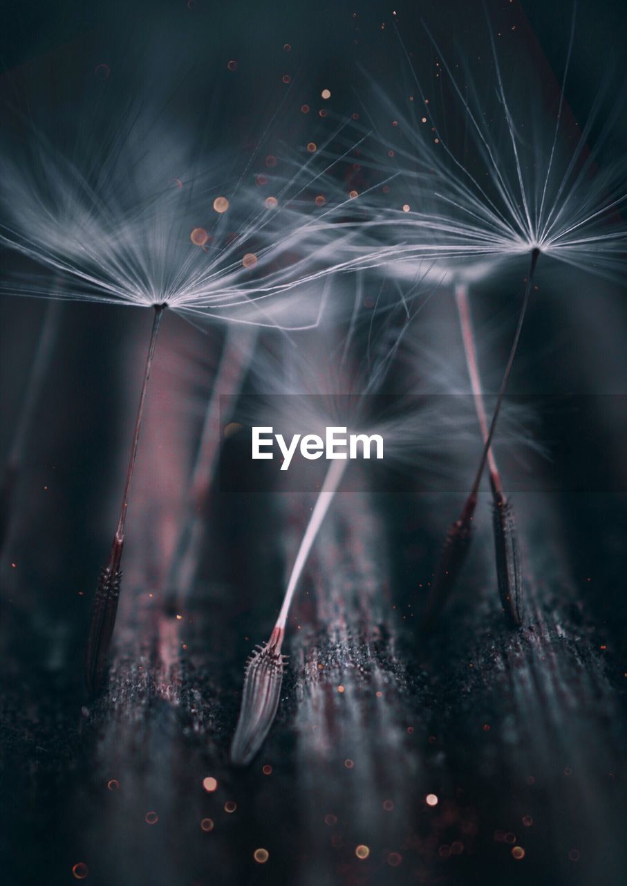 Close-up of wet dandelion against black background