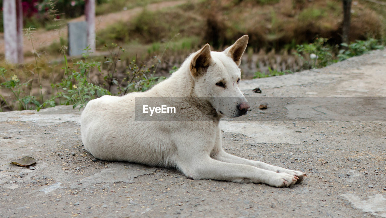 VIEW OF A RABBIT LYING